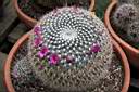 MAMMILLARIA BRAUNEANA.jpg